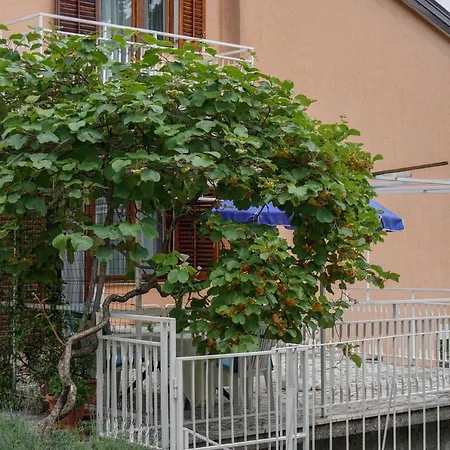 Jakov
